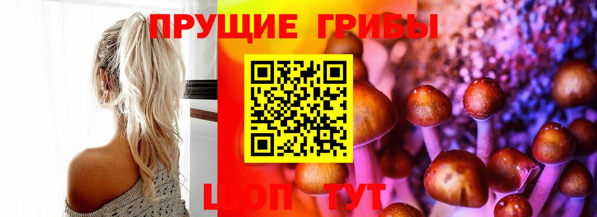 Псилоцибиновые грибы Psilocybe Сокол